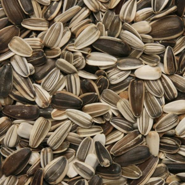 Copdock Medium Sunflower Seeds (striped) 12.75kg