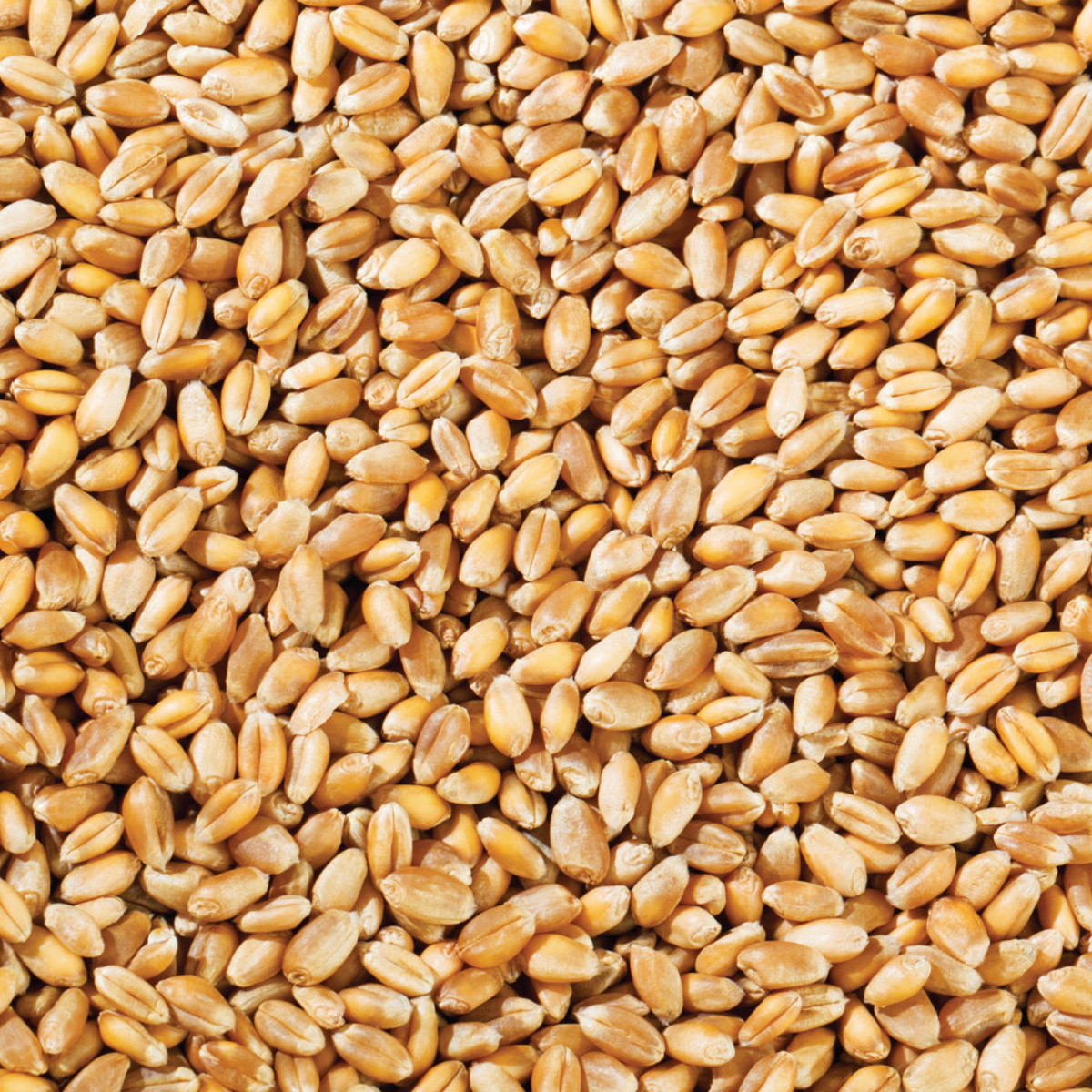 Copdock Mill Whole Wheat 20kg